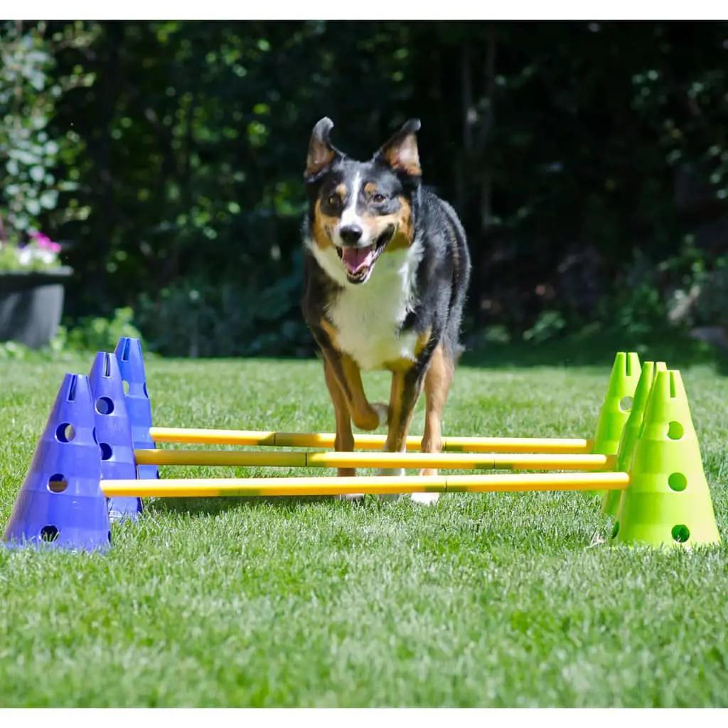 FitPAWS Honden behendigheidsset Canine Gym (6)