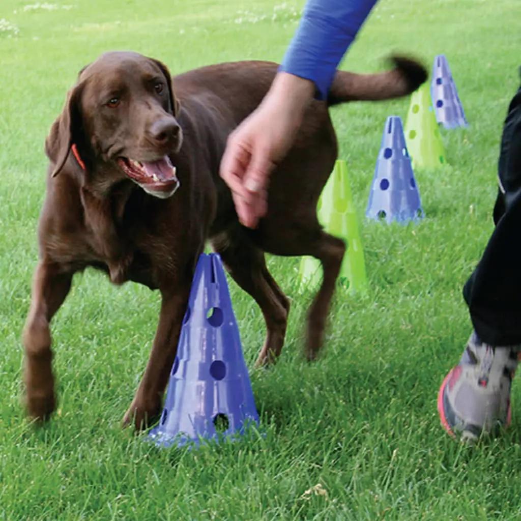 FitPAWS Honden behendigheidsset Canine Gym (5)